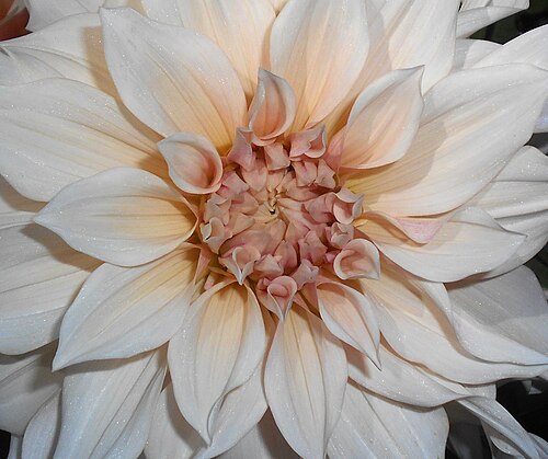 Dahlia 'Café au Lait'
