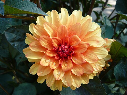 Dahlia 'David Howard'