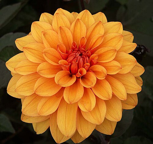 Dahlia 'David Howard'