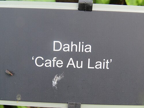 Dahlia 'Café au Lait'