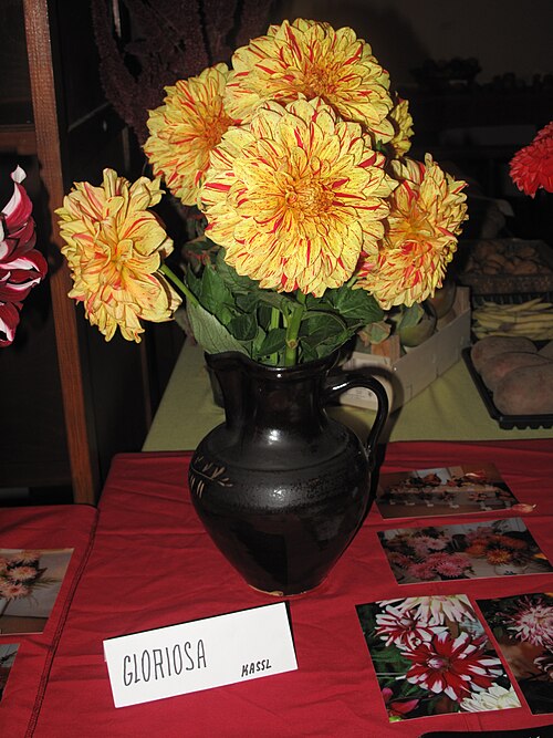 Dahlia 'Gloriosa'