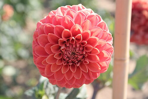 Dahlia 'Jomanda'