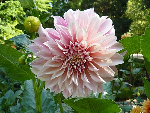 Dahlia 'Café au Lait'