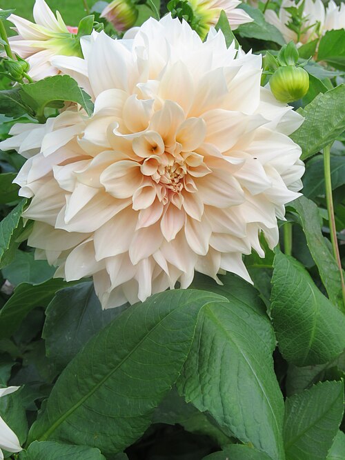 Dahlia 'Café au Lait'