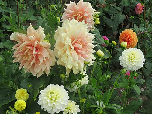 Dahlia 'Café au Lait'