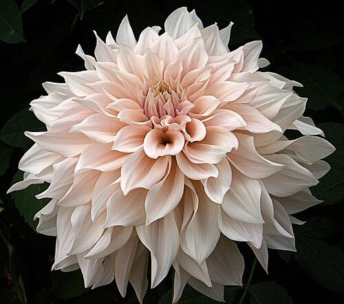 Dahlia 'Café au Lait'